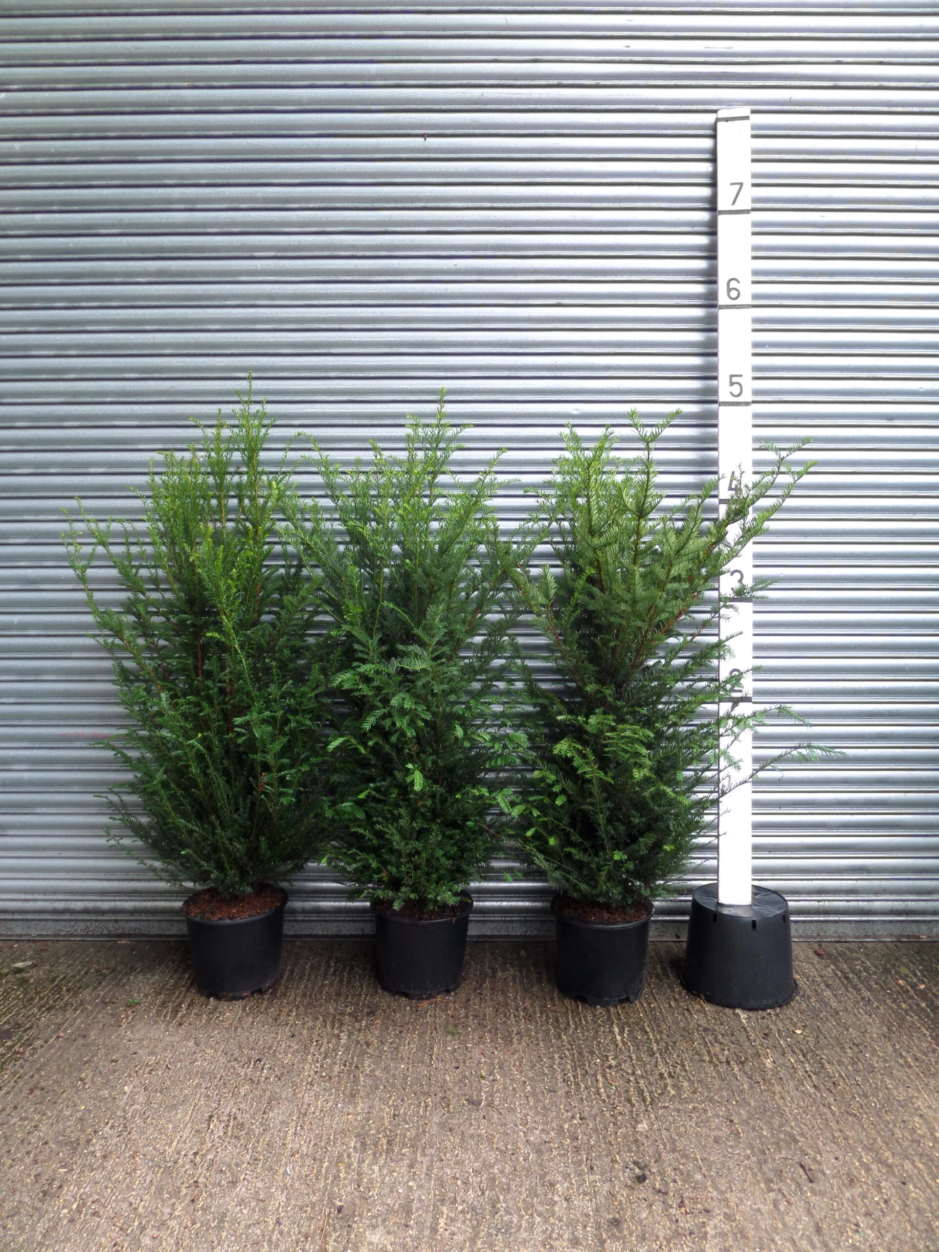 Taller Hedging